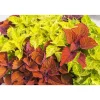 Buntnessel 2er Set, 13 cm Topf