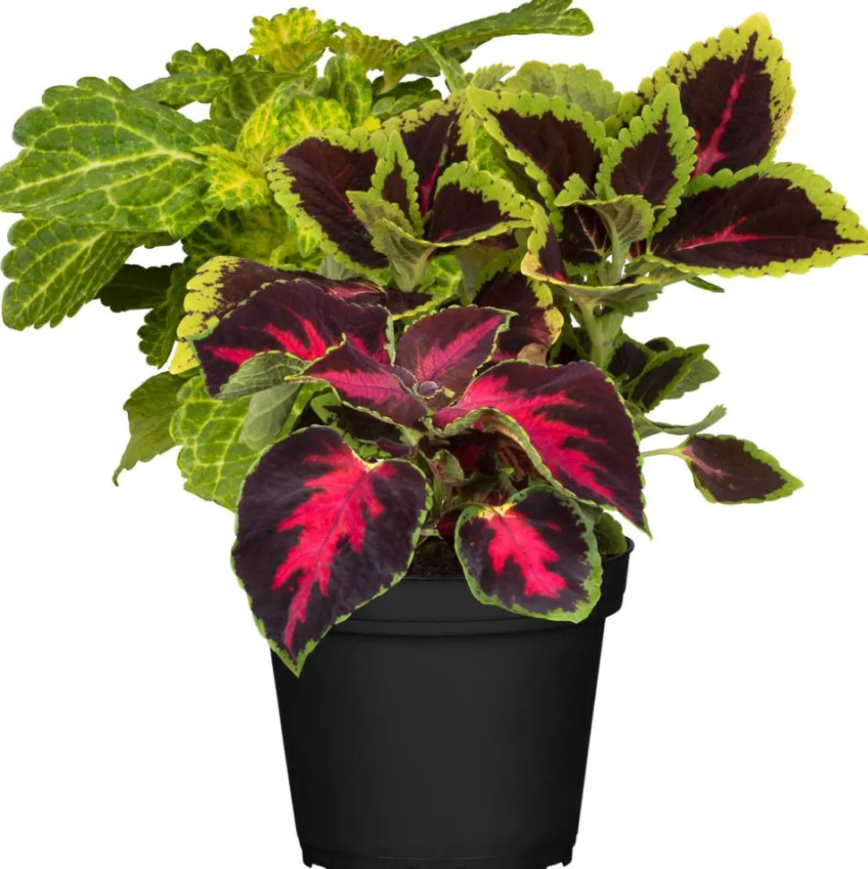 Buntnessel Trio 12 cm Topf
