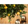 Calamondin-Orange 12 cm Topf