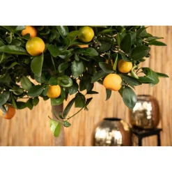 Calamondin-Orange 12 cm Topf