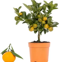 Calamondin-Orange 12 cm Topf