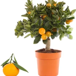 Calamondin-Orange 14 cm Topf