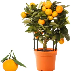 Calamondin-Orange am Spalier 12 cm Topf