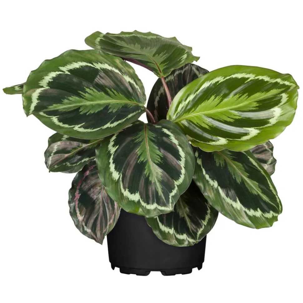 Calathea verschiedene Sorten 14 cm Topf