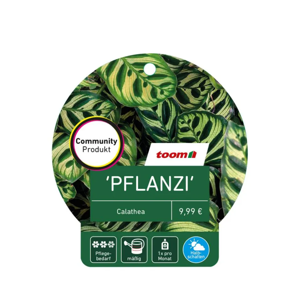 Calathea verschiedene Sorten 14 cm Topf