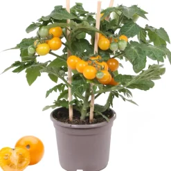 Cherrytomate mit Früchten, gelb, 14 cm Topf