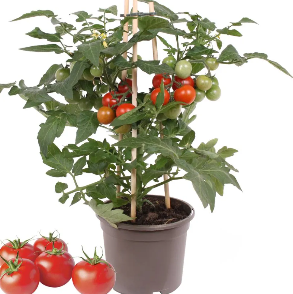 Cherrytomate mit Früchten, rot, 14 cm Topf