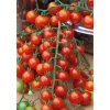 Cherrytomate veredelt 'Plum Mini Red' 12 cm Topf