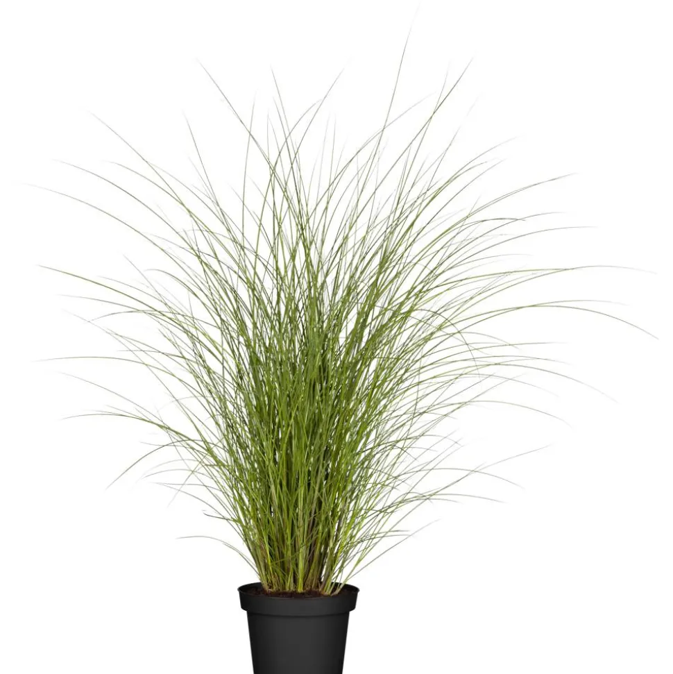 Chinaschilf 'Gracillimus', 23 cm Topf