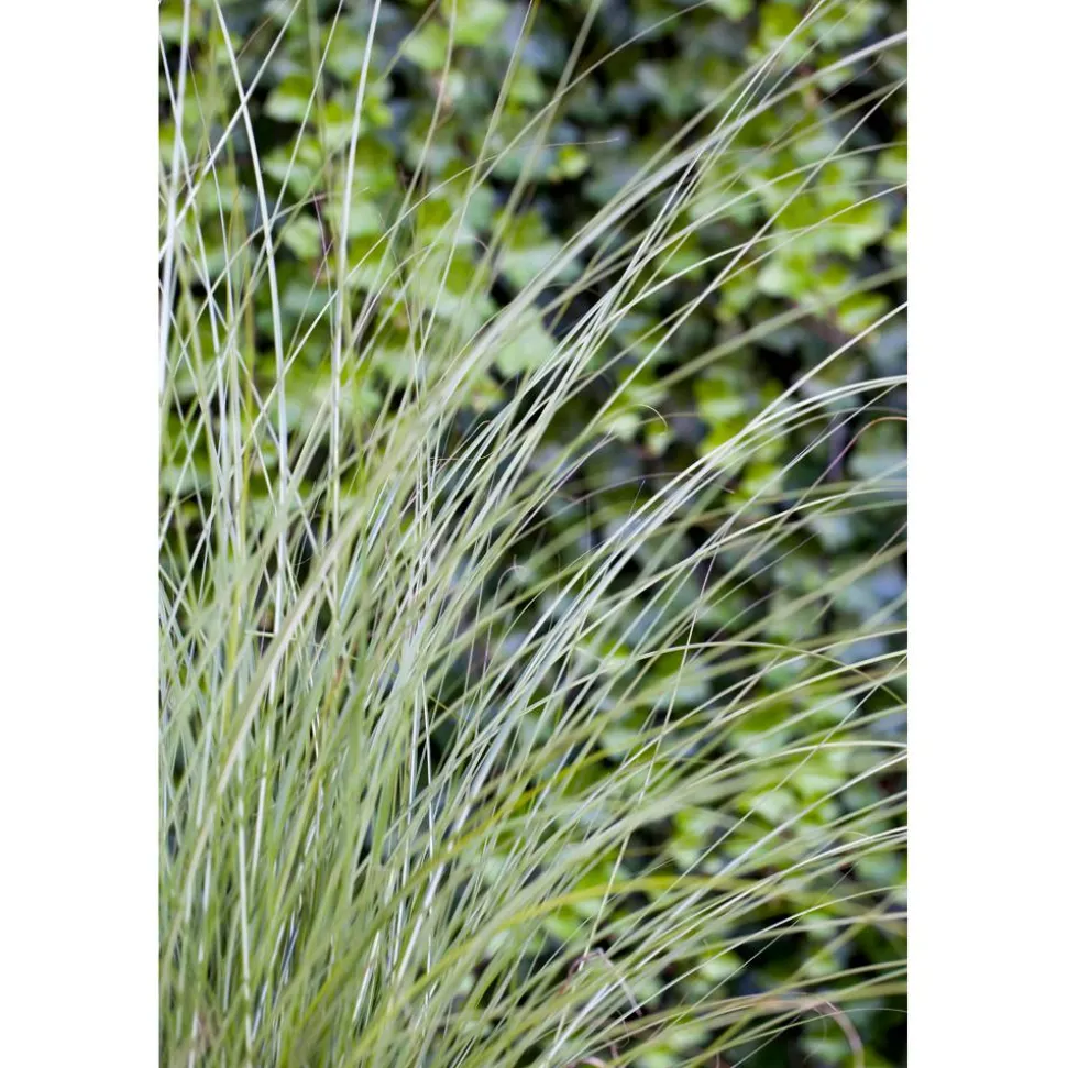Chinaschilf 'Gracillimus', 23 cm Topf