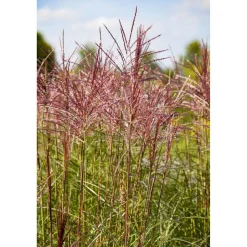 Chinaschilf 'In Sorten', 19 cm Topf