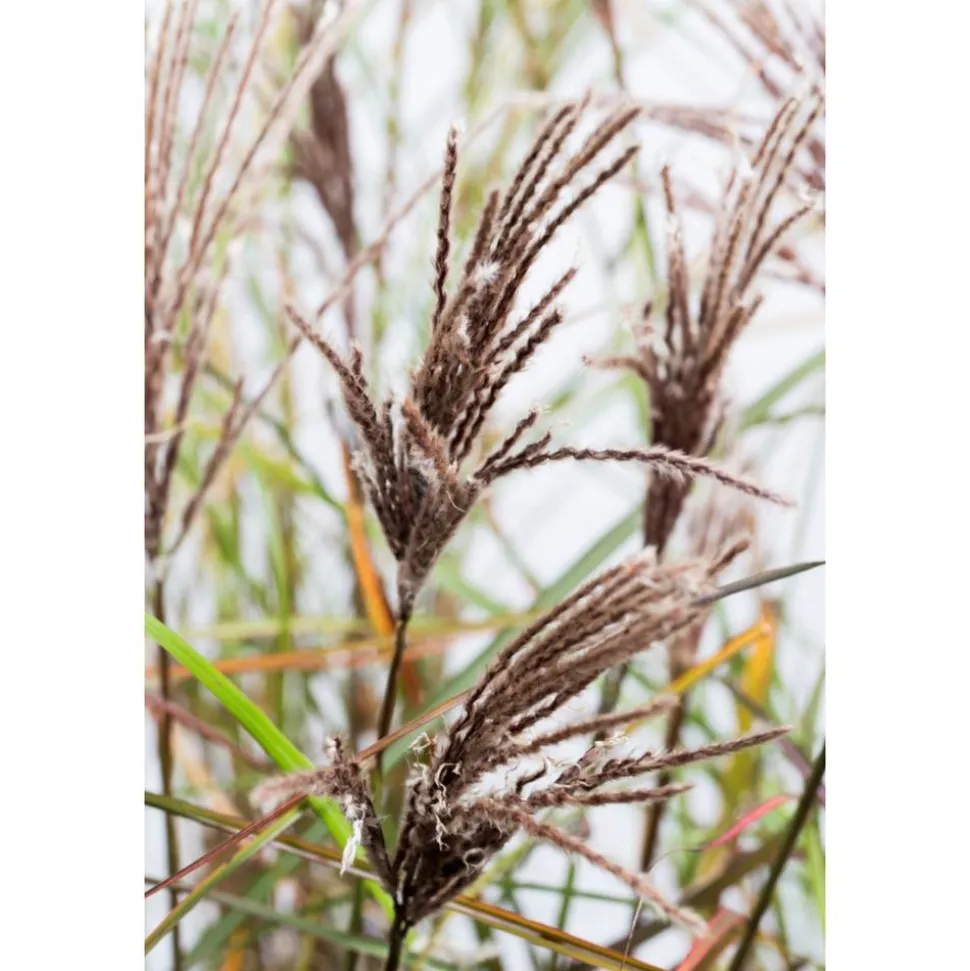 Chinaschilf 'Malepartus' 19 cm Topf