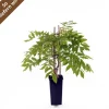 Chinesischer 'Blauregen' 19 cm Topf
