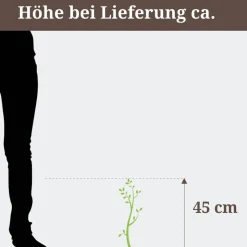 Chinesischer 'Blauregen' 19 cm Topf