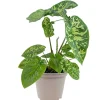 Colocasia 'Hilo Beauty' 12 cm Topf