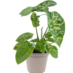 Colocasia 'Hilo Beauty' 12 cm Topf