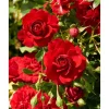 Courtyard Kletterrosen 'Götterfunken™ Courtyard Poulcy014', 21 cm Topf dreigestäbt