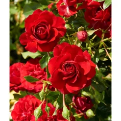 Courtyard Kletterrosen 'Götterfunken™ Courtyard Poulcy014', 21 cm Topf dreigestäbt