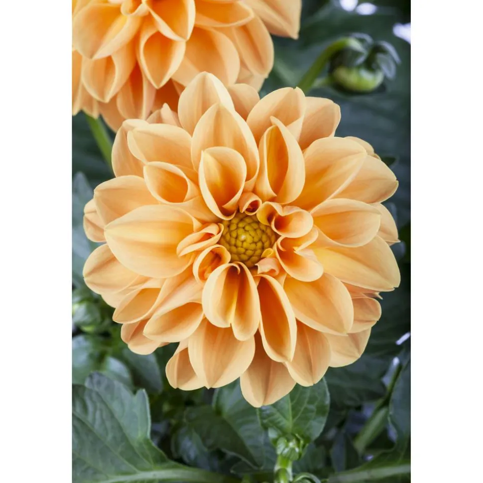 Dahlie 'Orange', 13 cm Topf, 2er-Set