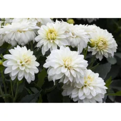 Dahlie 'Weiß', 13 cm Topf, 2er-Set