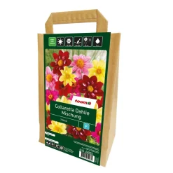 Dahlien Mix 'Collaretta', 3 Zwiebeln