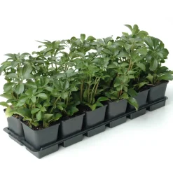 Dickmännchen weiß 9 cm Topf, 12er-Set