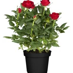 Duft- und Malerrose verschiedene Farben 24 cm Topf