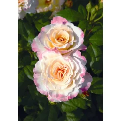 Duftrose 'Aquarell®' 21 cm Topf