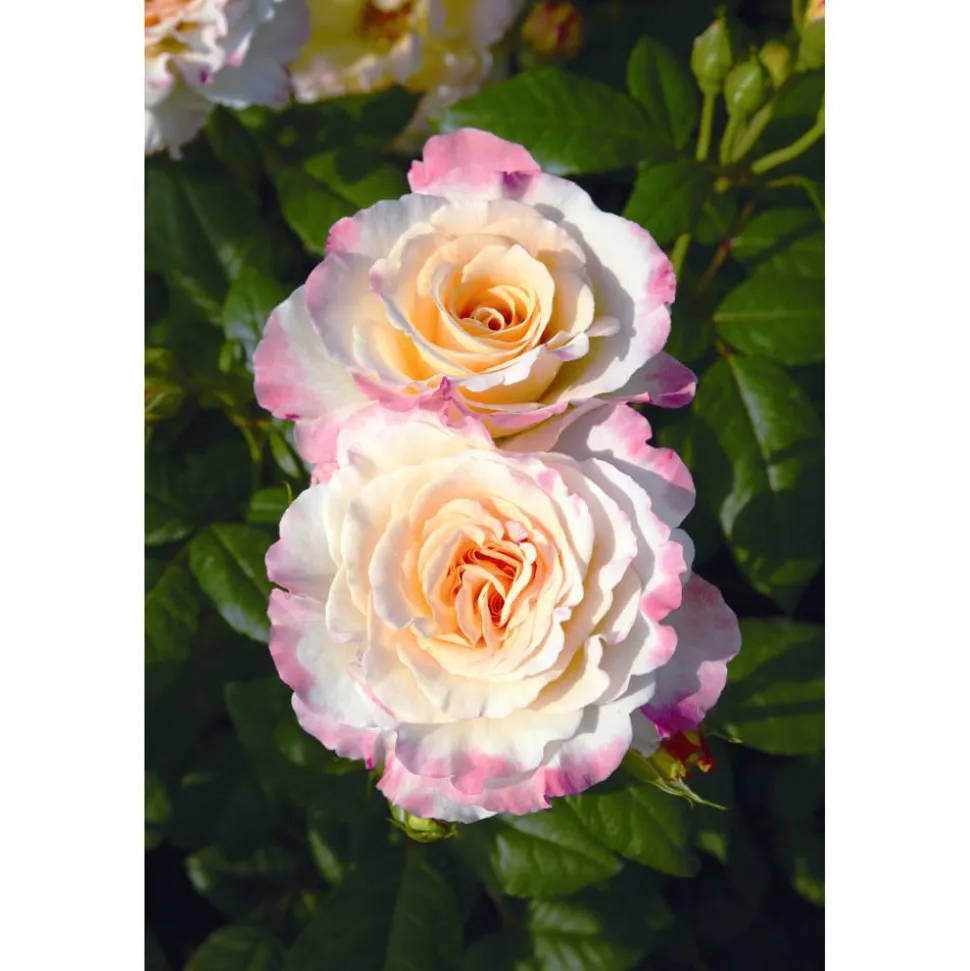 Duftrose 'Aquarell®' 21 cm Topf