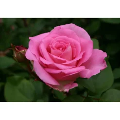 Duftrosen 'Beverly', 21 cm Topf