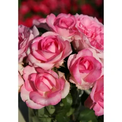 Duftrosen 'Beverly', 21 cm Topf