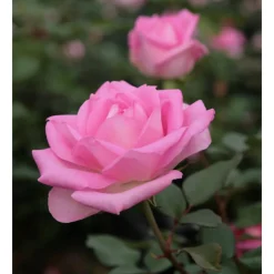 Duftrosen 'Beverly', 21 cm Topf