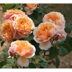 Duftrosen 'Parfum d´Orleans', 21 cm Topf