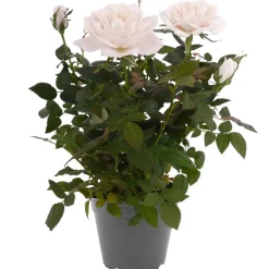 Duftrosen 'RosAroma®' 10,5 cm Topf