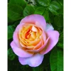 Duftrosen 'Isabelle Autissier', 21 cm Topf