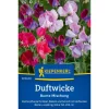 Duftwicke 'Bunte Mischung'