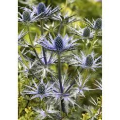 Edeldistel, 9 cm Topf, 3er-Set
