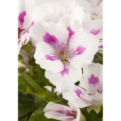 Edelgeranie, 12 cm Topf