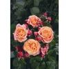 Edelrose 'Mary Ann', 21 cm Topf dreigestäbt