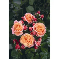 Edelrose 'Mary Ann', 21 cm Topf dreigestäbt