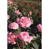 Edelrose Mix 21 cm Topf
