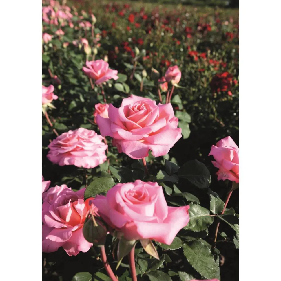 Edelrose Mix 21 cm Topf