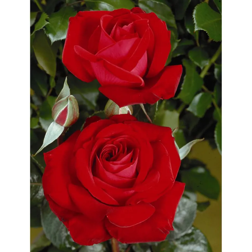 Edelrose 'Red Brokat', 21 cm Topf dreigestäbt