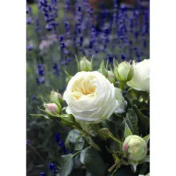 Edelrose 'Wedding Piano', 21 cm Topf dreigestäbt