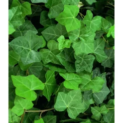 Efeu 'Hibernica' 9 cm Topf, 12er-Set