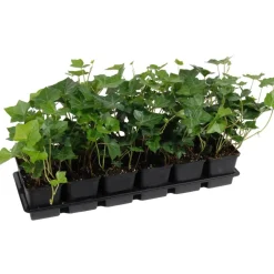 Efeu 'Hibernica' 9 cm Topf, 12er-Set