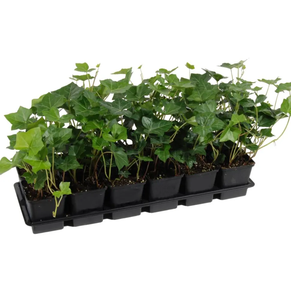 Efeu 'Hibernica' 9 cm Topf, 12er-Set