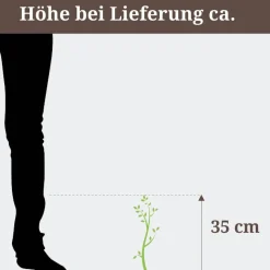 Einblatt 'Sweet Benito' weiß 12 cm Topf