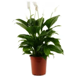 Einblatt 'Sweet Benito' weiß 12 cm Topf