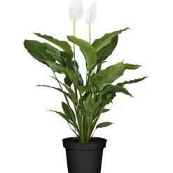 Einblatt 'Sweet Silvio' 17 cm Topf